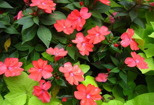 鳳仙花